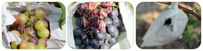 paper grape bag 700.jpg