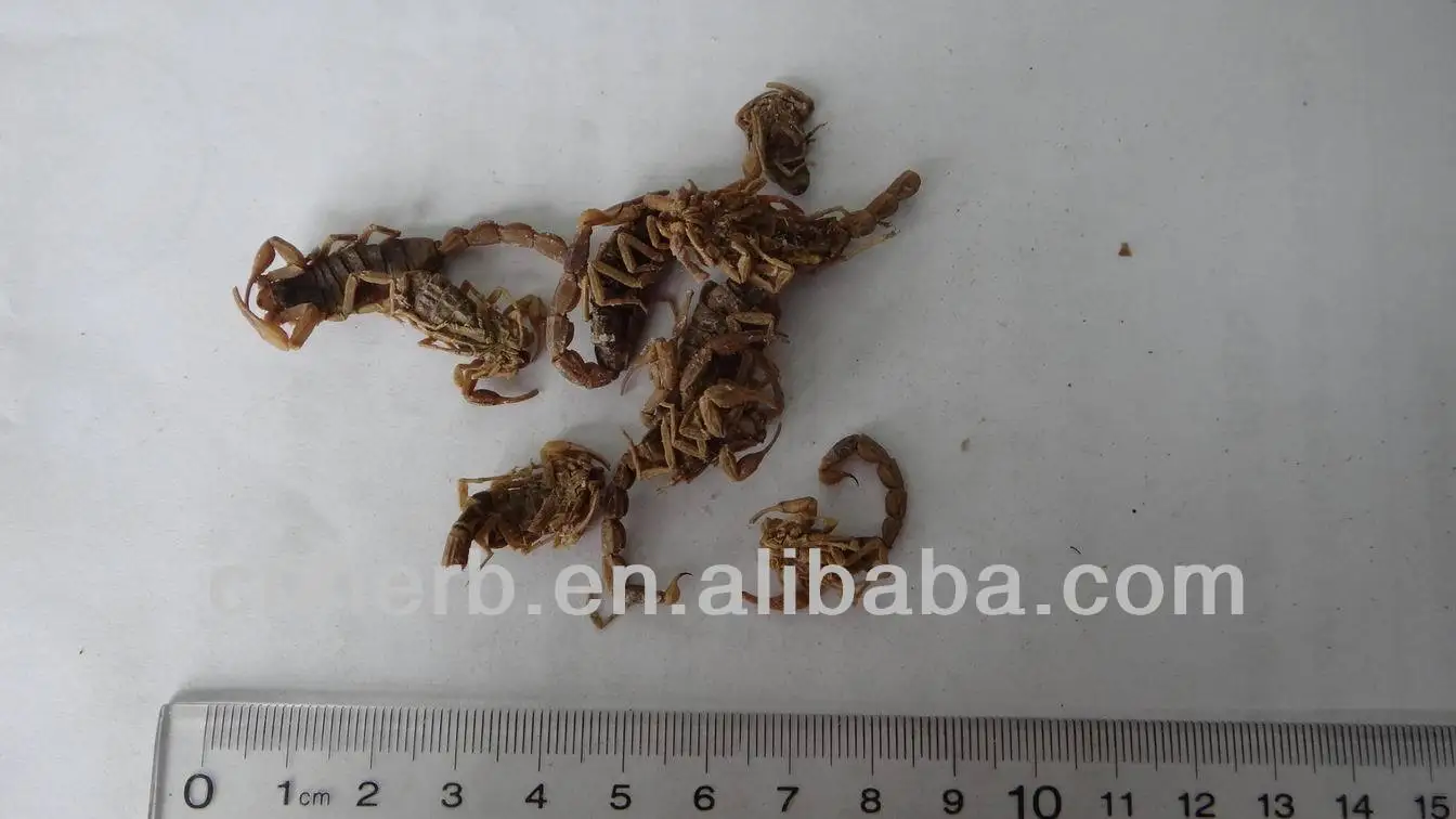 Dried Scorpion Scorpio Buthotoxin Katsutoxin Xie zi Xiezi
