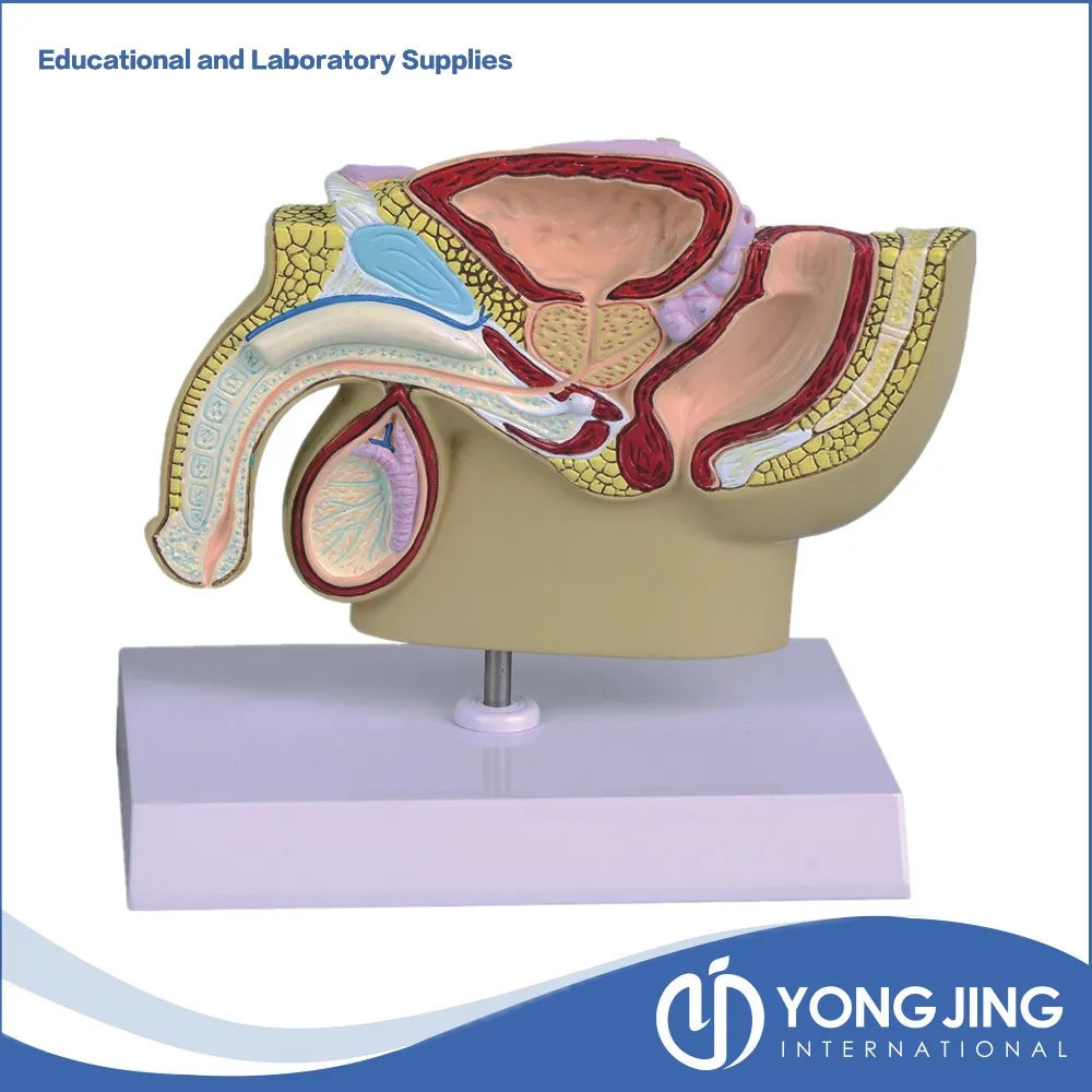 Male Pelvis Anatomic Model For Teaching Buy Male Pelvis Anatomic