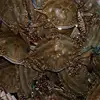 big sizes frozen whole blue swimming crab type for sale