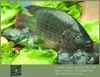 Tropical Fish Live Freshwater Black Tilapia Whole Round 10kg 200-300g