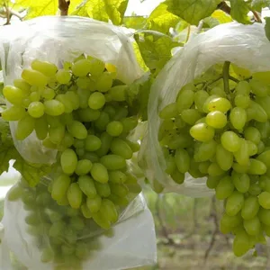Image of hot sale green long shape Golden Finger Grape Seeds sweet grape tree