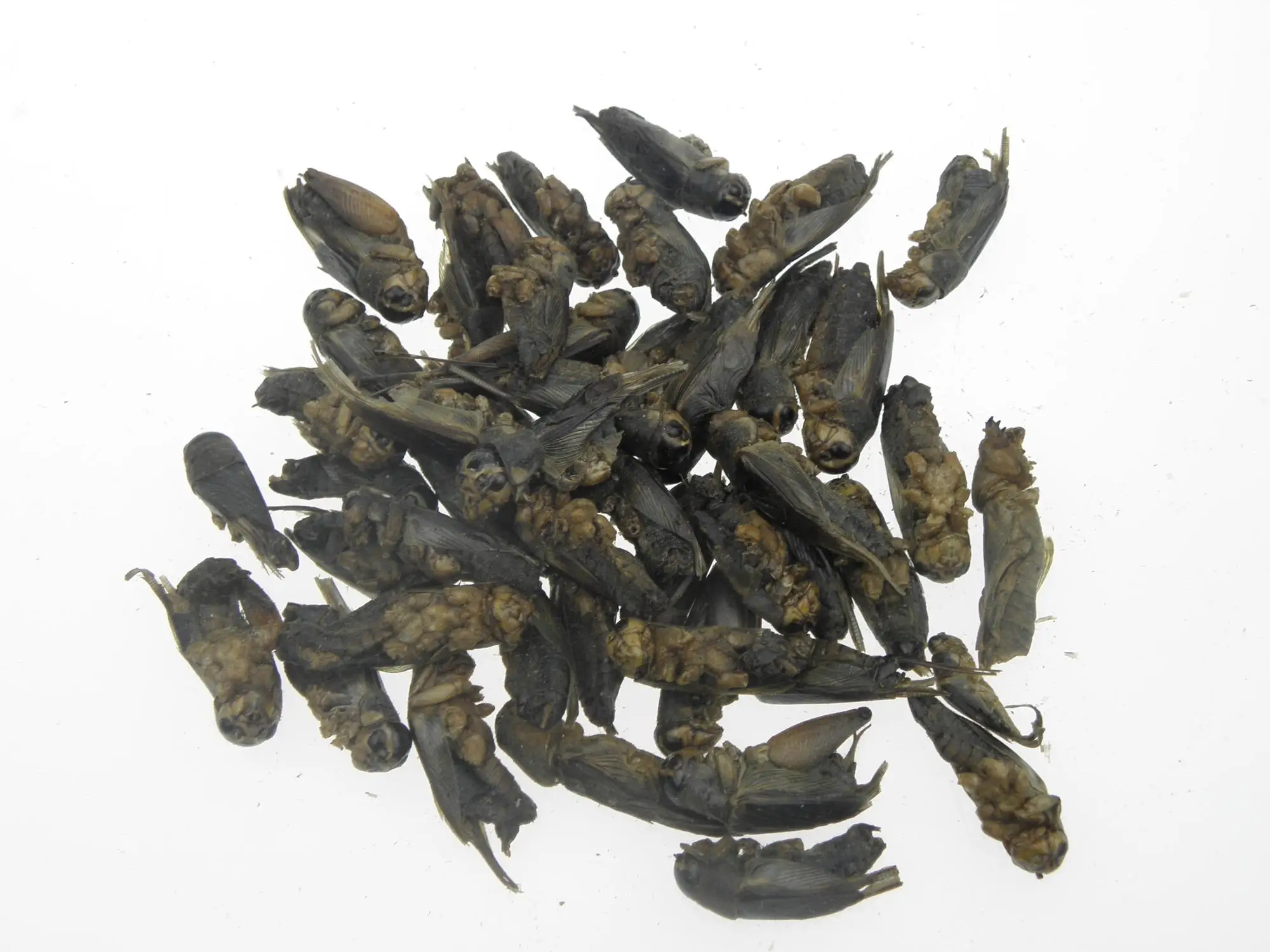 freeze dried cricket