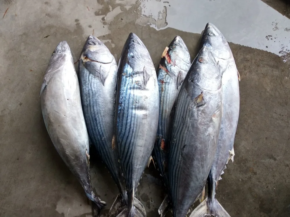 冷冻鲣鱼金枪鱼鲣鱼