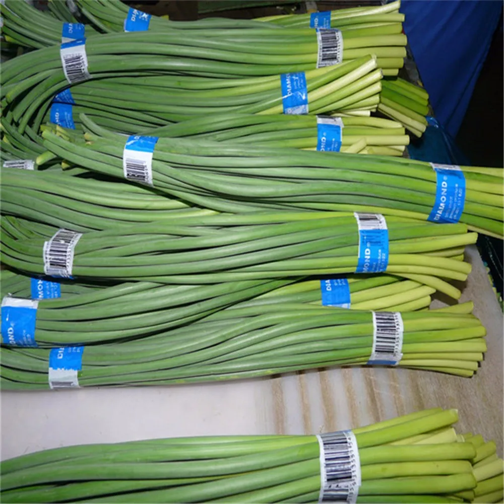 Best Quality 40 Frozen Garlic Sprout Buy New Crop Garlic Sprout