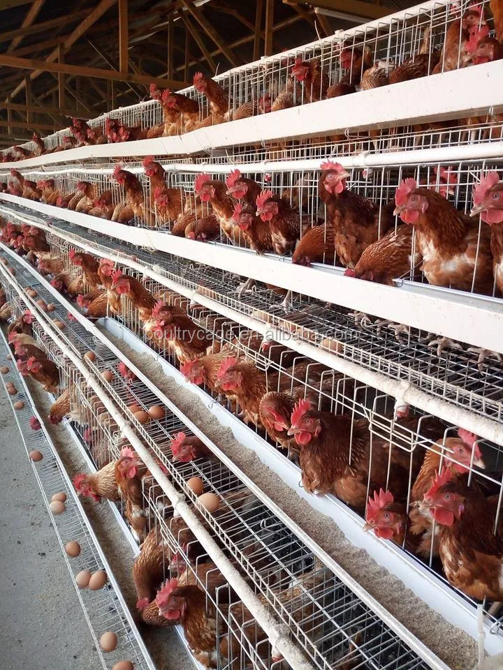 Types Of Layer Chicken Cages For Zimbabwe Poultry Farms - Buy Types Of ...