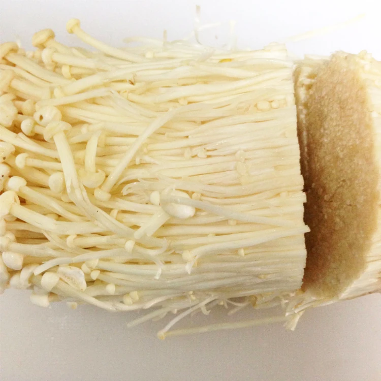 factory price white dried and fresh needle mushroom