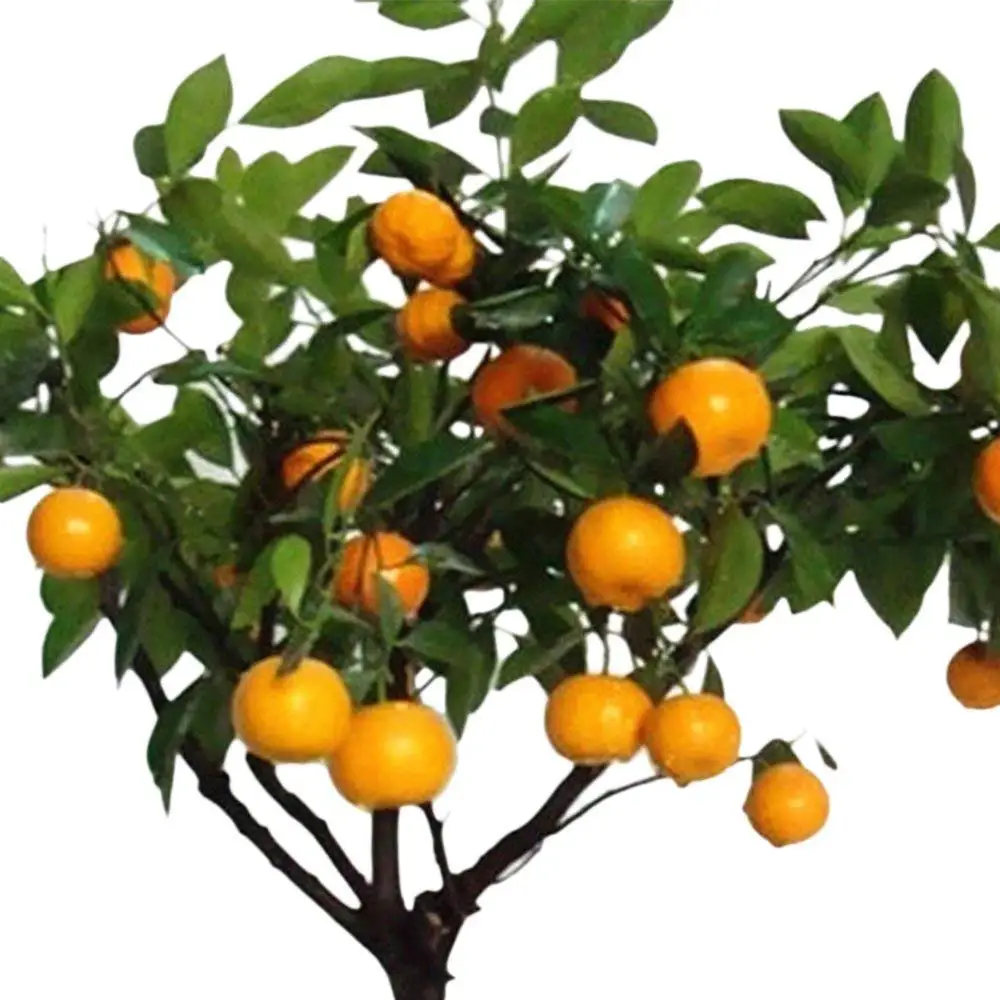 Mandarin *Ambizu* Citrus Bonsai Mandarin Orange Seeds 20pcs Edible Fruit Mandarin Bonsai Tree Seeds