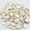 Factory Direct Sales Natural Seashell Souvenir Scallop Shell Conch Seashell