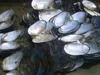 Wholesale natural raw river shells for button making