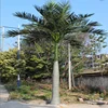 Factory wholesale products artificial large coconut tree roystonea regia palm tree