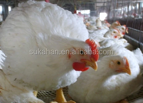 
SUKAHAN Poultry Feed Premixes / Probiotics Additive 