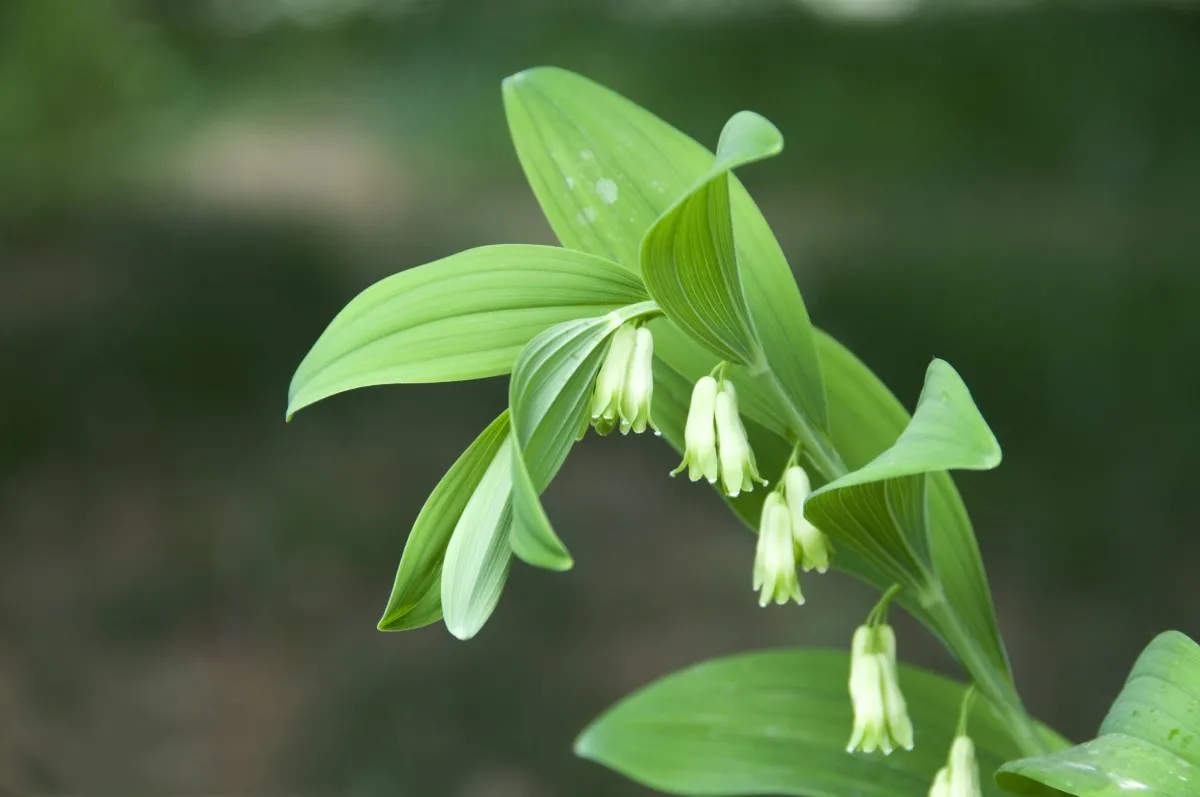 植物有机草本古色古香木黄提取物