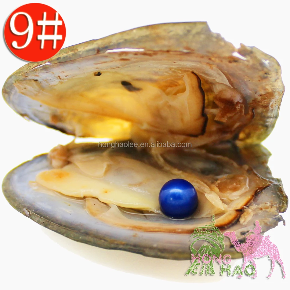 

Bulk Wholesale 7-8mm Vacuum Packaged Freshwater Breeding Round Triangle Pearl Oysters (Free Shipping)