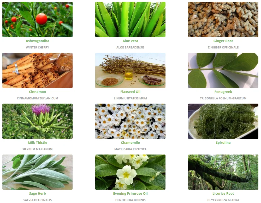 High Quality GMP Manufacture Natural Bamboo Shoot Powder