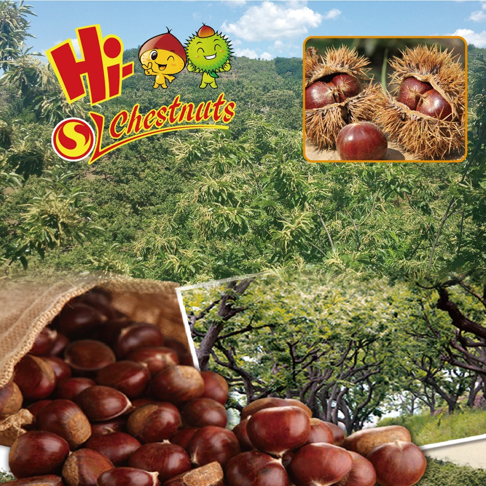 Organic chestnuts planting base.jpg