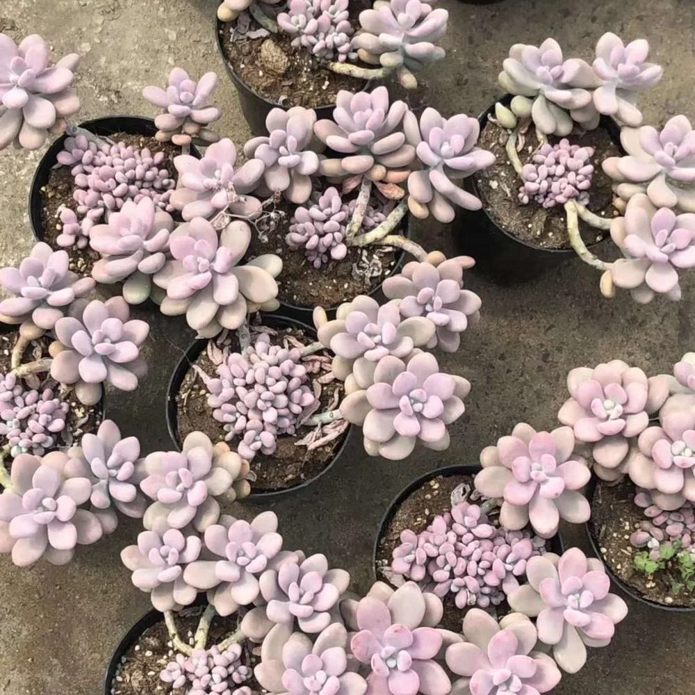 
Wholesale Succulent Plants Graptopetalum amethystinum with LOW PRICE 