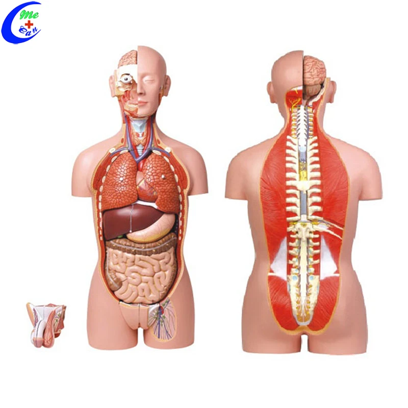 human body model kit