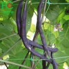 Gardening Bean & pea netting plastic mesh plant netting for Climbing Plant