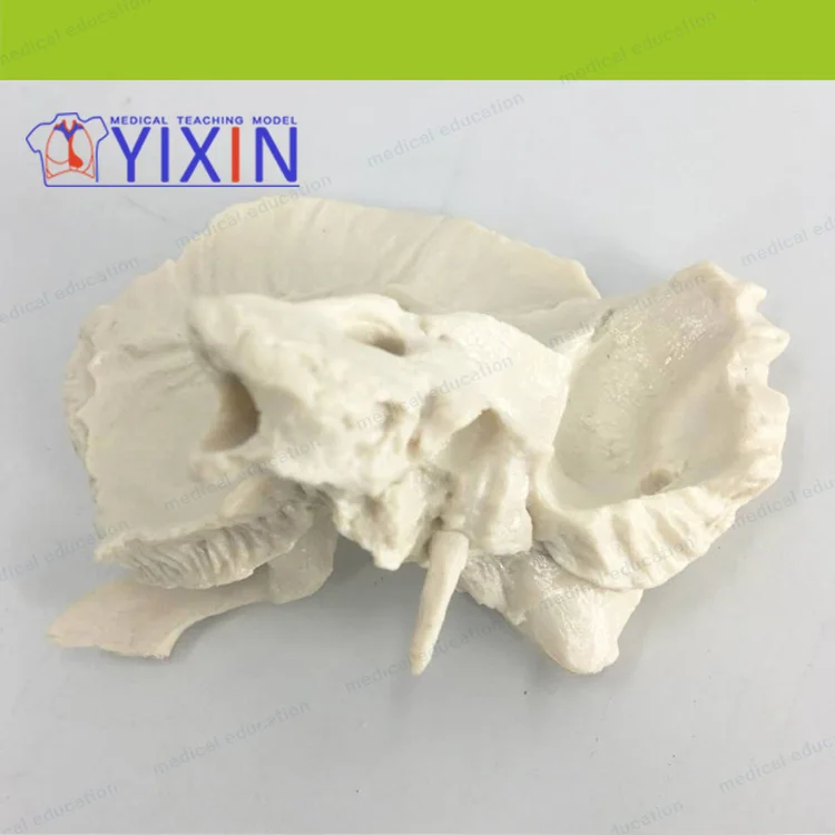 
Advanced Human Temporal Bone Anatomical Magnification Model, Medical Science and Education Model, Human Temporal Bone Magnificat 