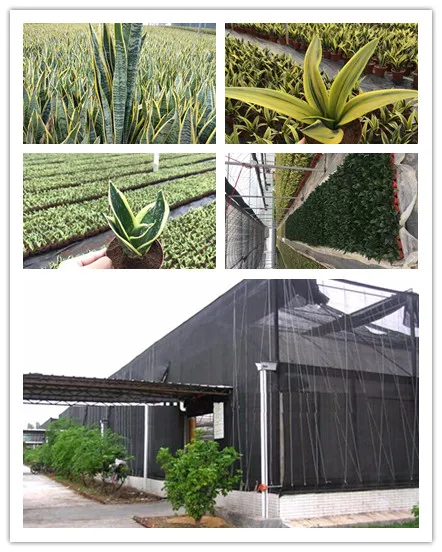 sansevieria nursery.jpg