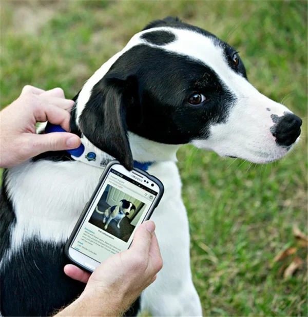 Чип NFC для собак. Чипирование животных. Электронные метки для животных.