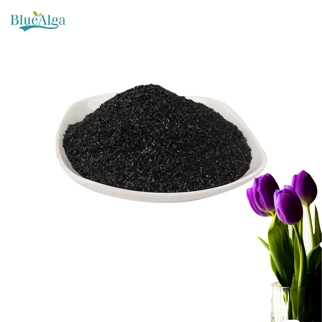 brown seaweed powder