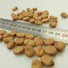 Hot sale Faba Beans/ Broad Beans 40-50 50-60 60-70
