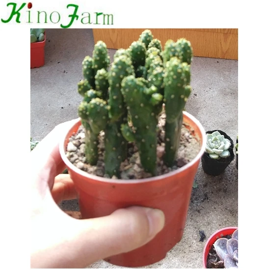
Live Succulent Plant 