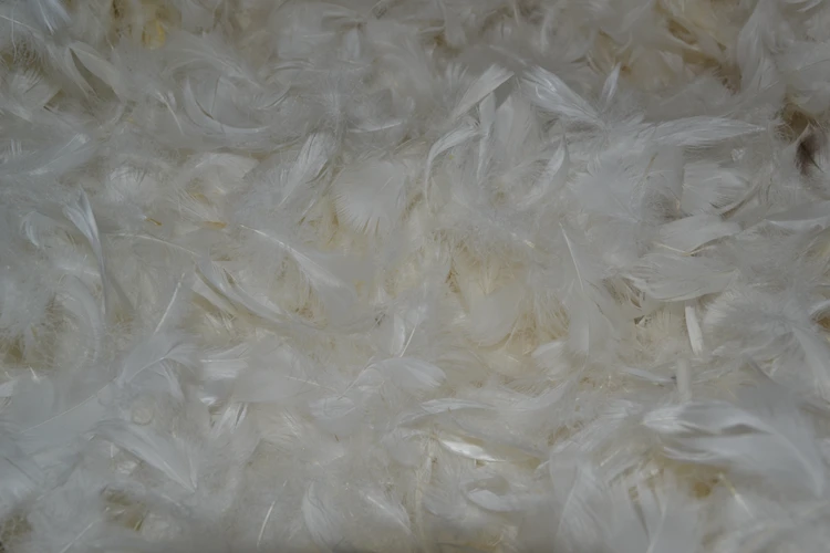 Bulk Goose Feather Filler Goose Down Filler Washed Buy White Goose