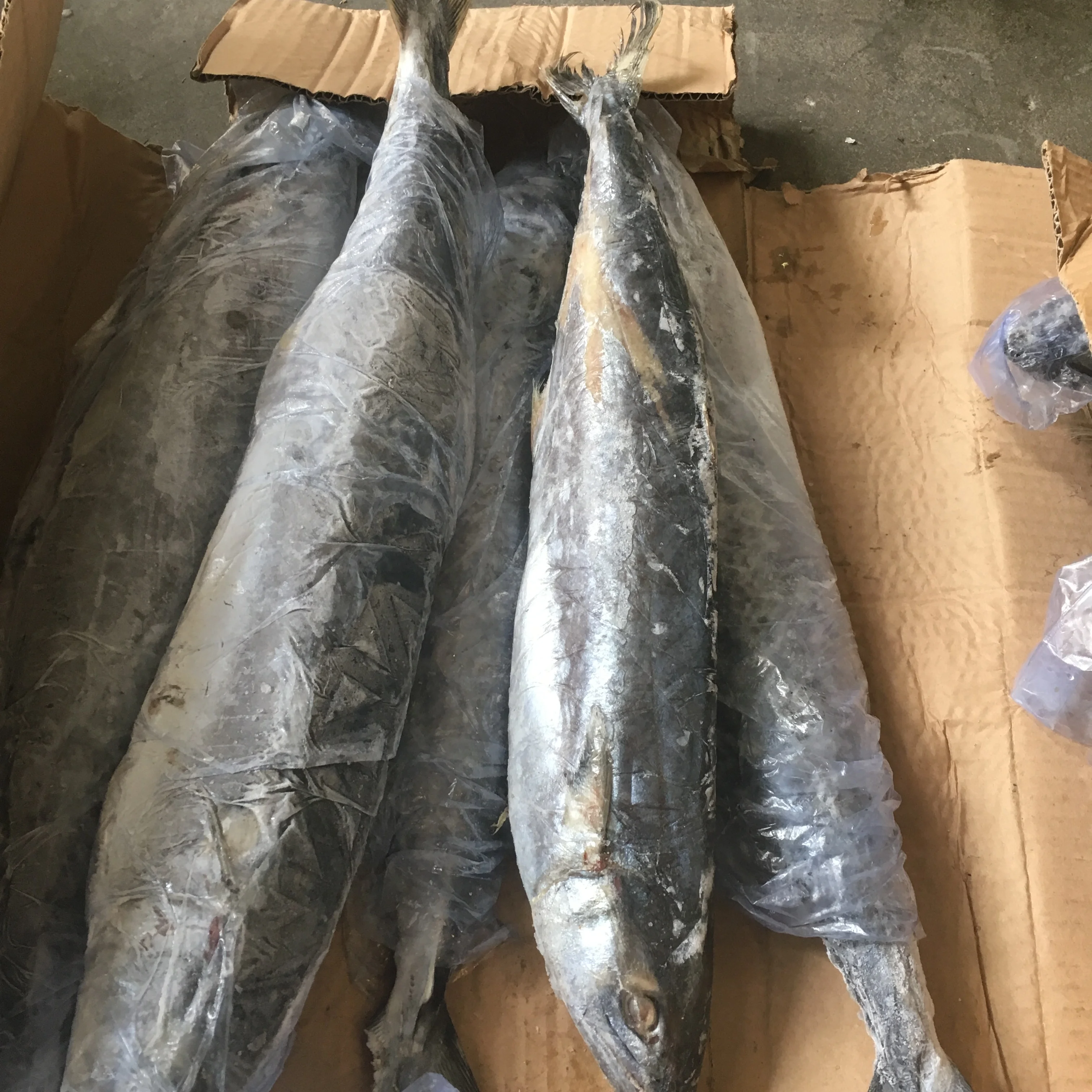 spanish mackerel, spanish mackerel direct from dongshan lexing