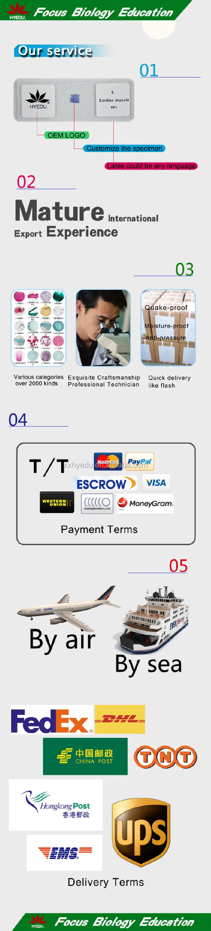 Individual Spirogyra W.M.(vegatative mass) Teaching Algae biology microscope slide