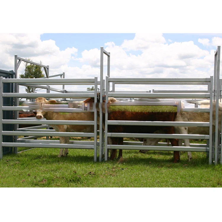 sheep/cattle/buffalo/bull/bovini/cow / paddock fence/farm gates