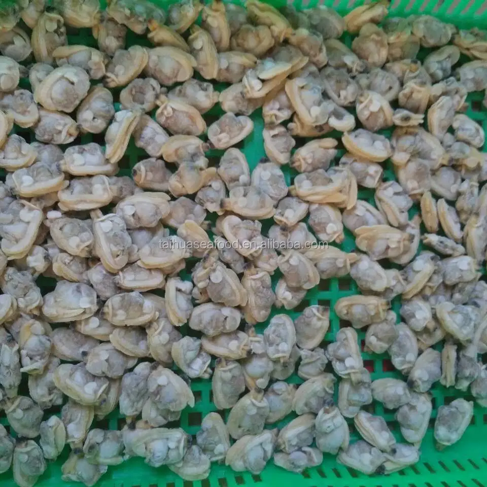 
frozen boiled short necked clam meat in nature taste 