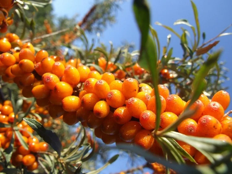 Облепиха виды. Hippophae rhamnoides. Пунг апельсин облепиха. Облепиха крушиновидная препараты. Облепиха порошок.