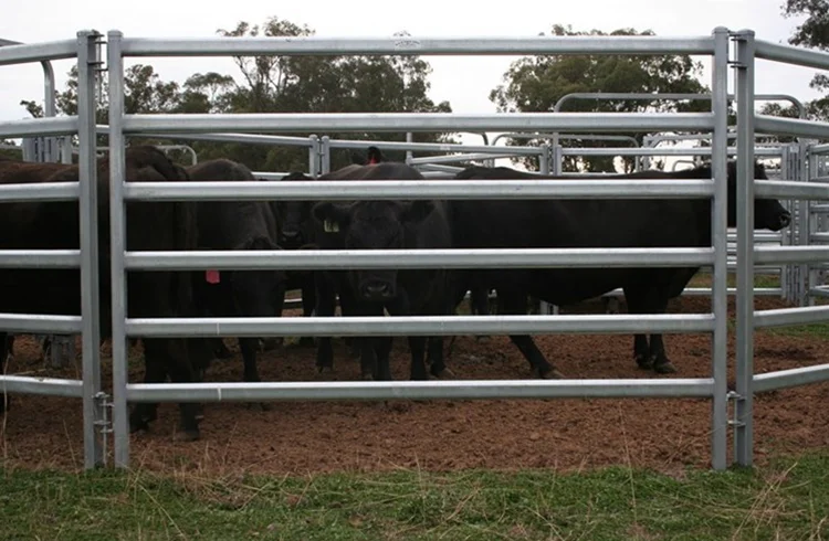 cattle panels