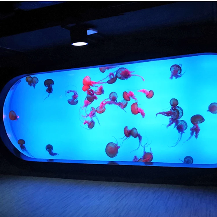 jellyfish aquarium