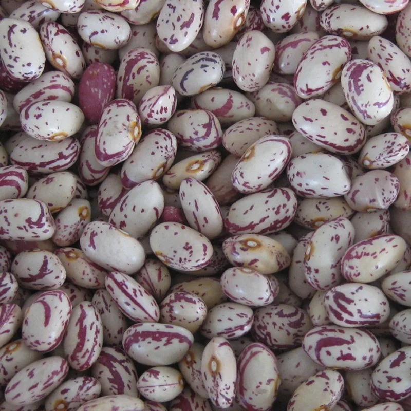 chinese long shape light speckled kidney beans