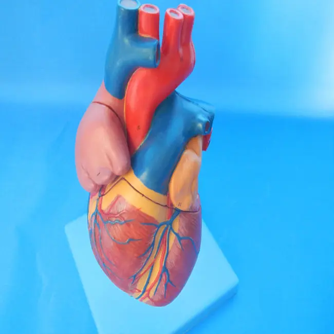 heart model 7.jpg