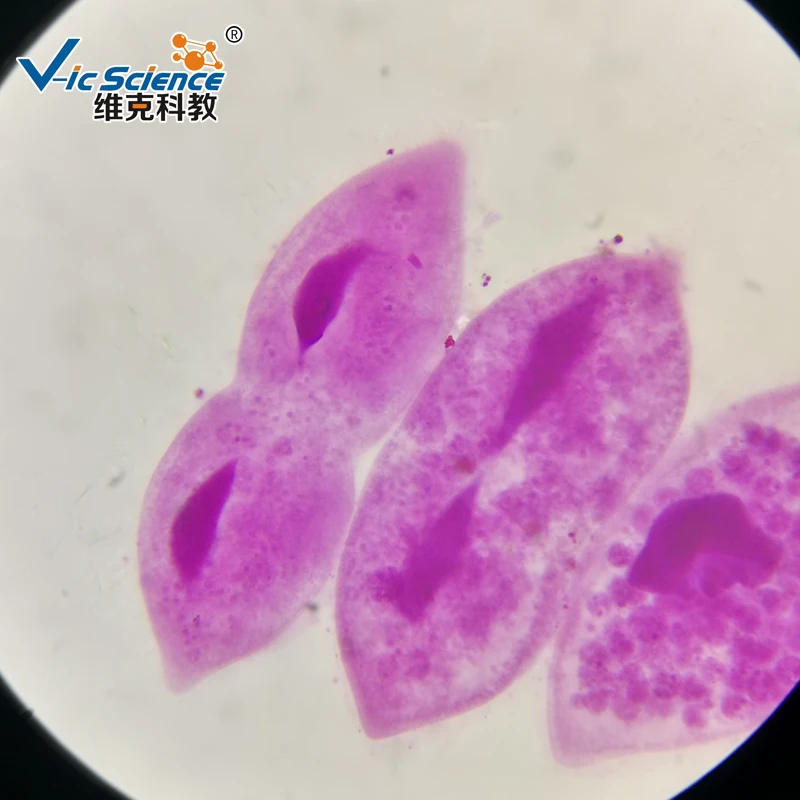 
Medical parasitology slides educational prepared slides 