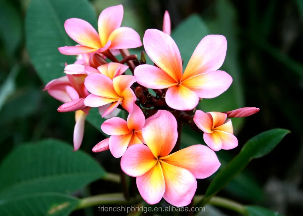 
Frangipani Plumeria Rubra Plants Seedlings 