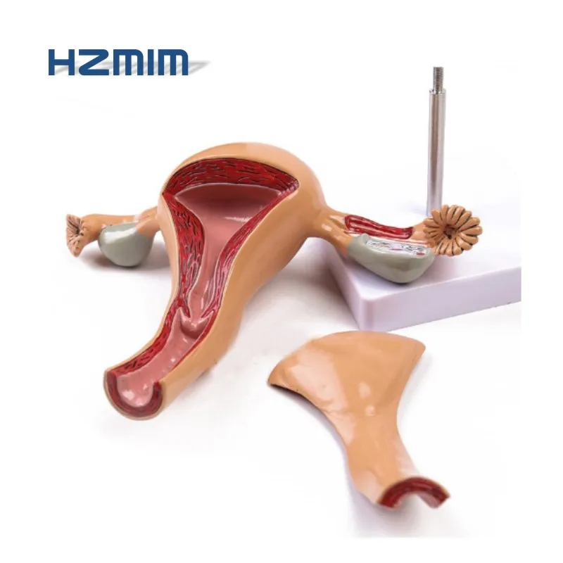 Human Anatomical Uterus Model,Female Womb Model With Pathology,Uterus