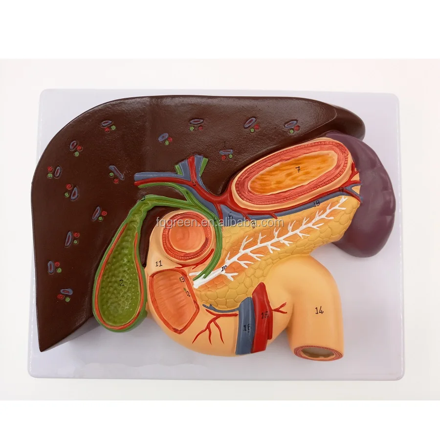 Anatomie Medicale Du Foie Du Pancreas De La Rate Duodenum L Estomac Modele De Formation Buy Hepatopancreatic Gastroduodenal Gastrique Modele Le Modele De Coeliaque Artere Distributin Specialite Medicale L Anatomie Humaine Modele De Foie Pancreas