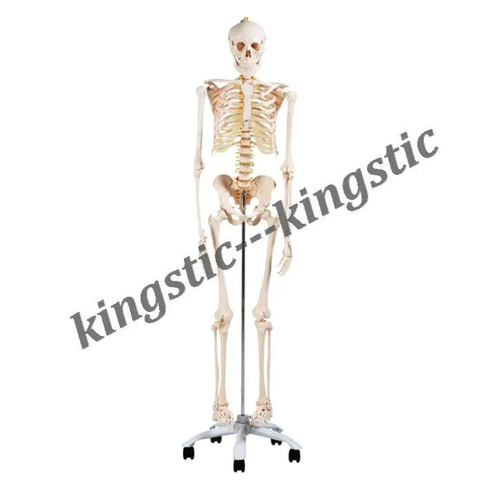 Kingstic Full Size Human Skeleton Buy Full Size Human Skeleton