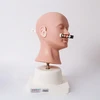General Doctor Advanced Ear Diagnostic Simulator, Medical Model