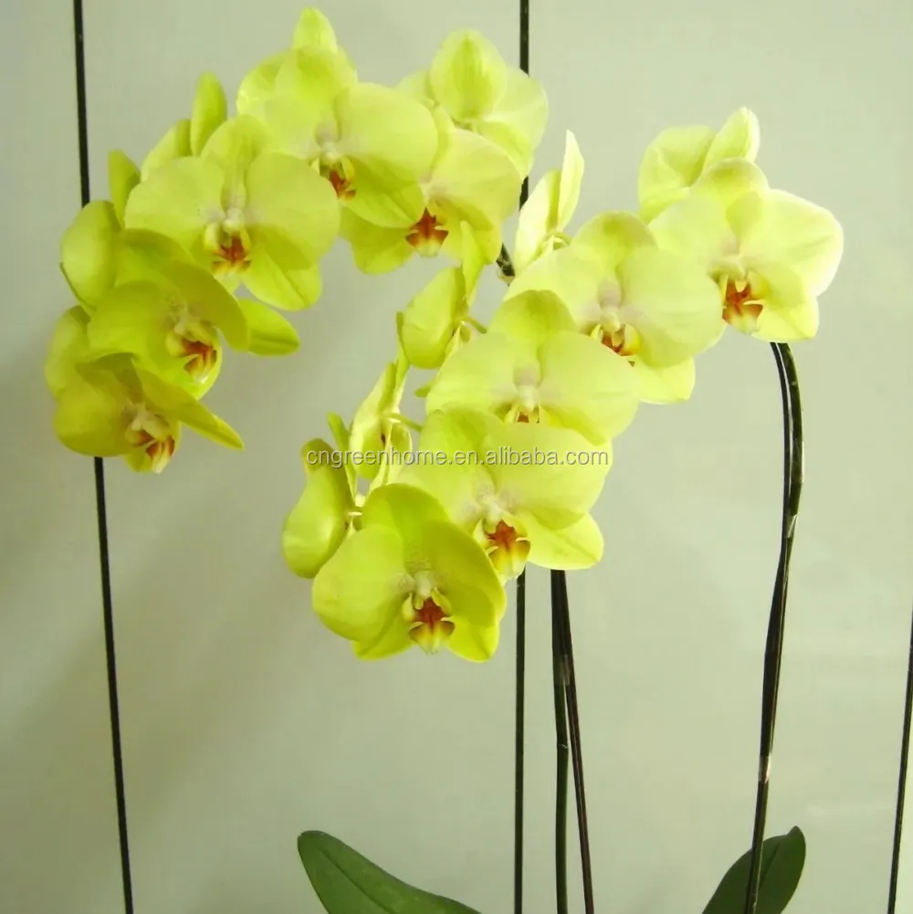 yellow orchid jordan 1