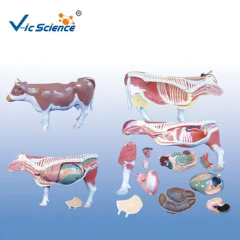 Animal Dissection Cattle Cow Anatomy Anatomical Acupuncture Model For ...