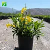 Farm wholesale 4-5inch spread high salt tolerance yellow trumpetbush plant shrub tree Tecoma stan