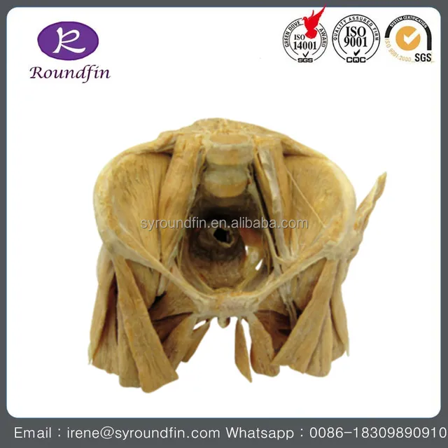source female internal genital organ model for teaching and trai