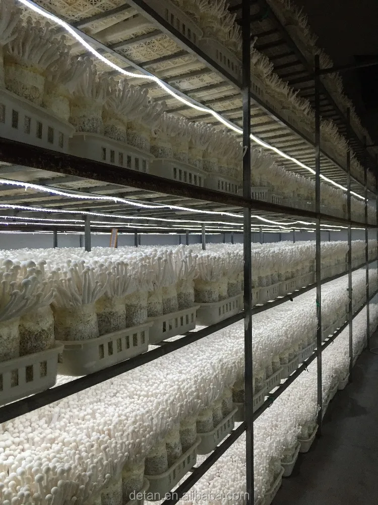 
Detan Haixian Spawn/Logs Mushroom Seeds 